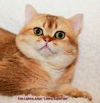           www.SuperFold.ru   8-926-200-57-70