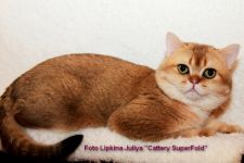           www.SuperFold.ru   8-926-200-57-70