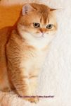           www.SuperFold.ru   8-926-200-57-70