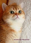           www.SuperFold.ru   8-926-200-57-70