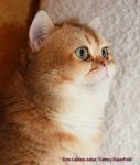           www.SuperFold.ru   8-926-200-57-70