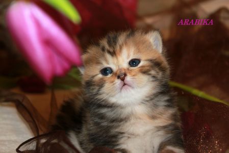 ARABIKA  CHOKO MUSCAT  BRI  ny 22  (female)
