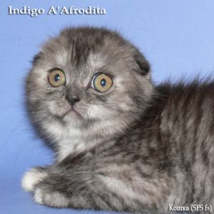 Indigo A'Afrodita (SFS fs)