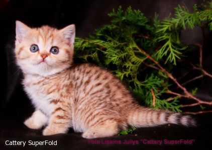       www.SuperFold.ru 8-925-070-77-77