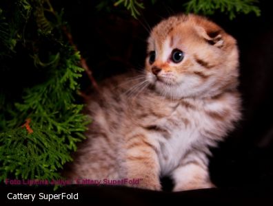        -  www.SuperFold.ru 8-925-070-77-77