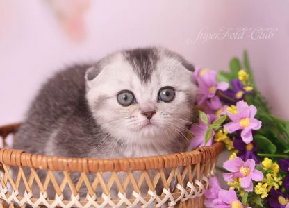   Scottish fold  ns25